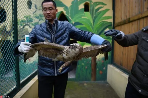 雾霾太大无法捕食 猛禽饿晕掉落田间