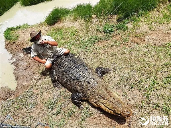 恐怖！澳洲第一鳄鱼训练师遭巨鳄撕咬：差点被吞