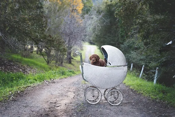 天天被逼问生孩子 这对夫妇急中生智……