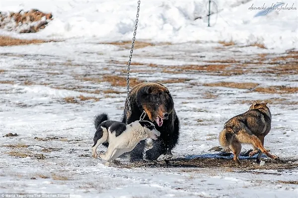 战斗民族用铁链拴住棕熊任由猎犬攻击：画面太惨烈