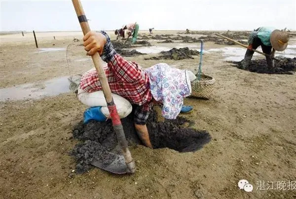 湛江沿海农妇挖虫为生：体大肉嫩 月赚数千