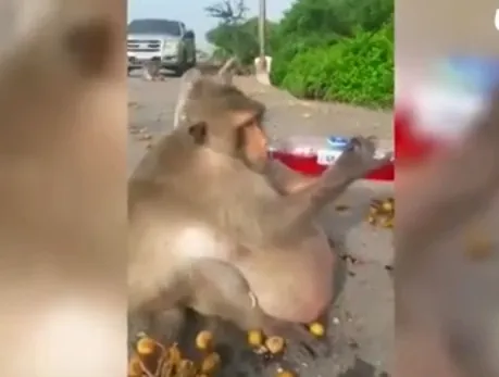 泰国一猴子疑因投食过度胖成猪 画面不忍直视