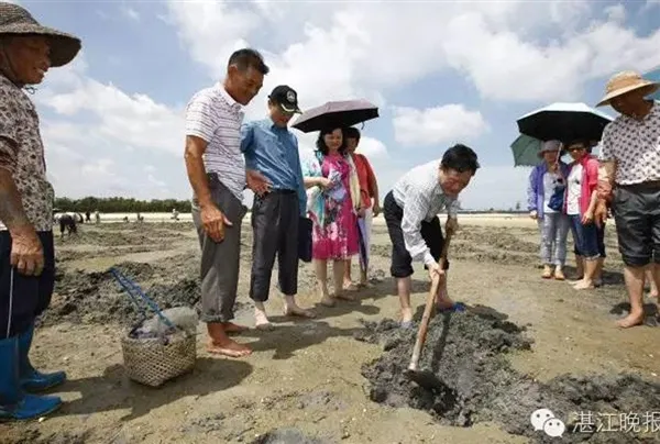 湛江沿海农妇挖虫为生：体大肉嫩 月赚数千