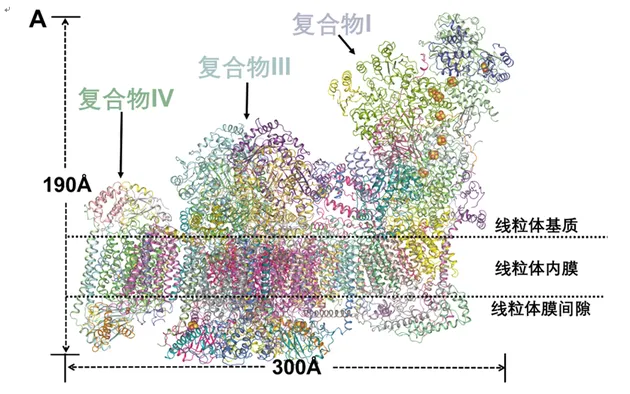 中国生命科学领域十大进展：婴幼儿白内障全新治疗策略