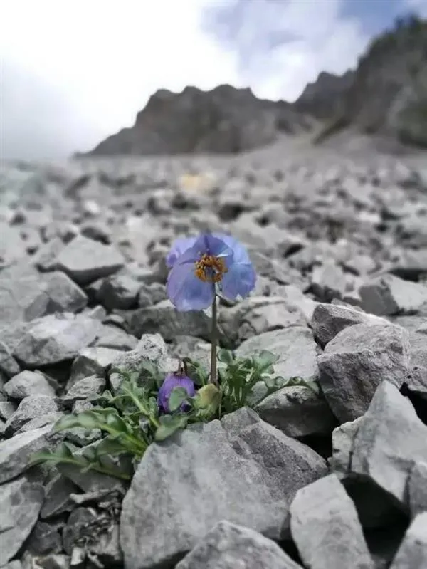 一朵小花 为何让科学家为之痴迷？