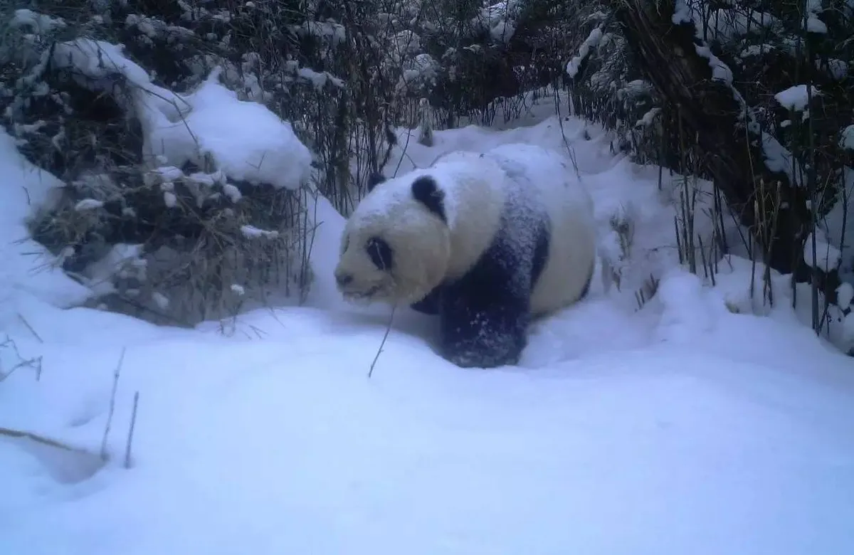 大熊猫真实战斗力：戴墨镜的都不好惹