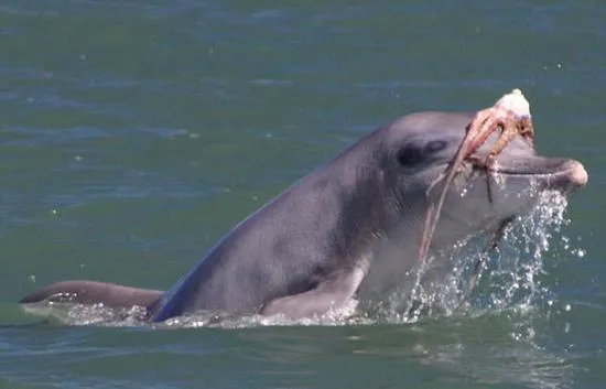 灵巧！澳研究人员揭开瓶鼻海豚捕食章鱼过程
