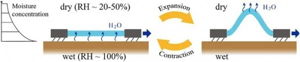 [视频]韩研究人员打造出由湿度变化驱动的微型机器人