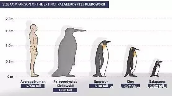 史前巨型企鹅揭秘：身高竟超过2米！
