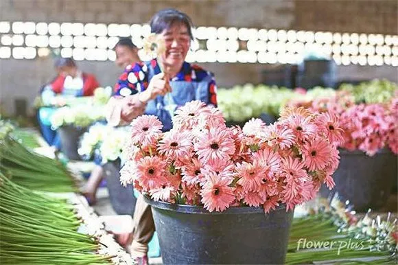 供应链条长产品寿命短 鲜花电商能最终“盛开”吗？