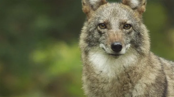 北美惊现新物种：狼、郊狼和狗的混合体