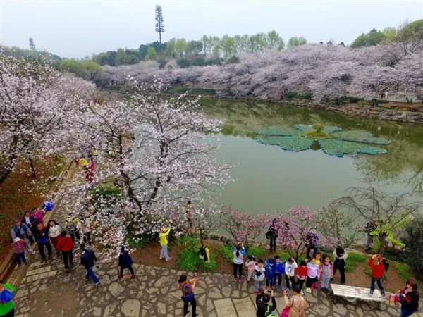 长沙樱花绚烂绽放 高空航拍如诗如画