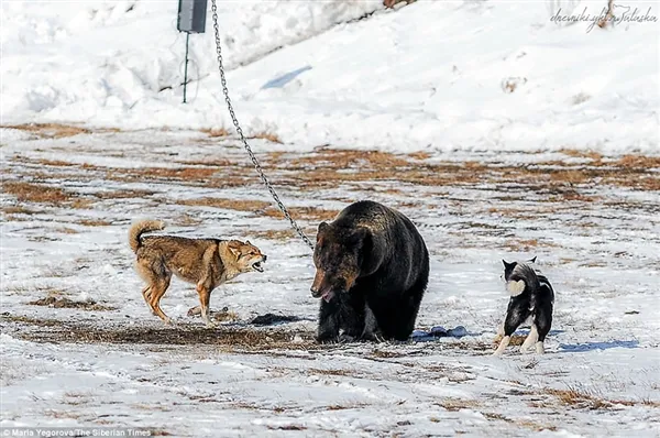 战斗民族用铁链拴住棕熊任由猎犬攻击：画面太惨烈