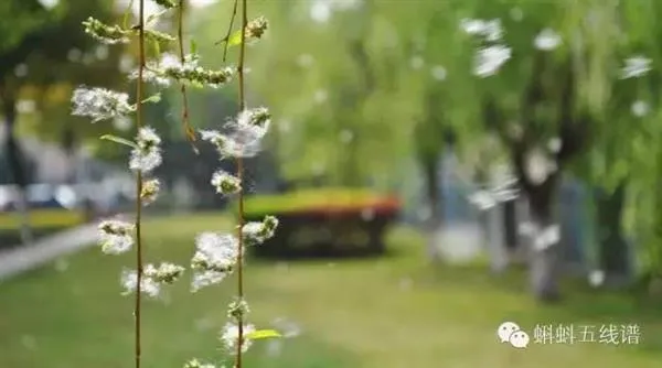 漫天飞絮超烦人：怎么办？无解