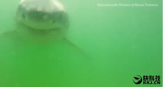大白鲨咬到GoPro 血盆大口被拍下 太恐怖！
