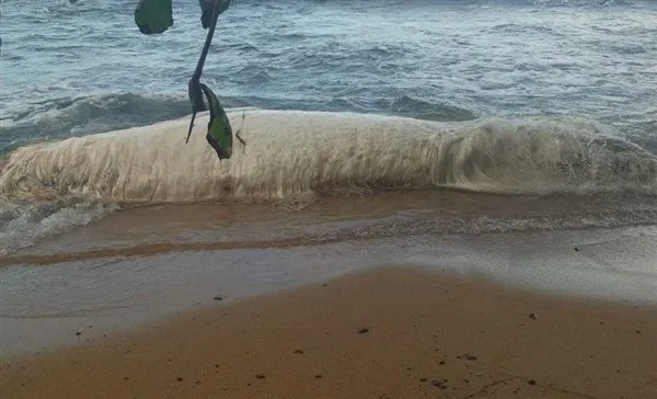 地震过后 菲律宾沙滩现神秘长毛“怪物”