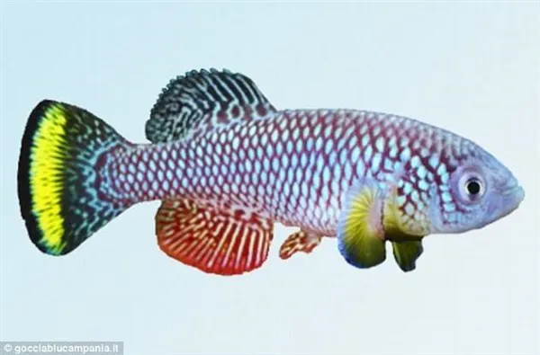 科学家测试人类寿命延长新方式：灵感来自非洲青鳉鱼