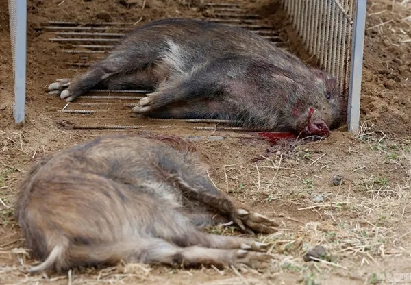 日本解封福岛核辐射重度污染区野猪变异画面吓人