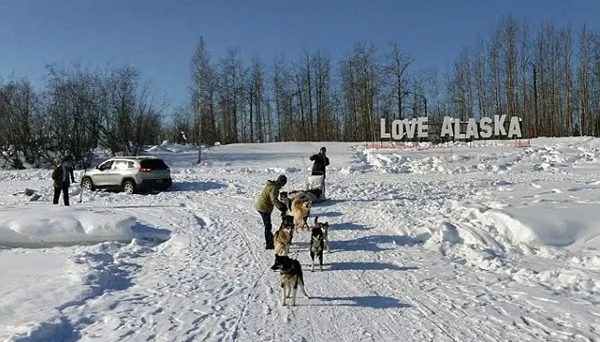 阿拉斯加九只雪橇犬齐力拉出被困越野车：画面有爱