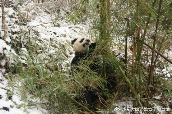 首批放生大熊猫“和盛”确认死亡：遭不明动物攻击