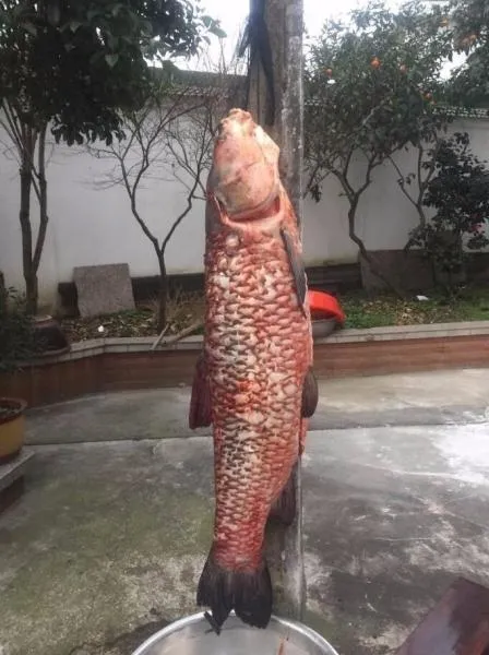 男子鱼塘钓出104斤巨型大鱼 网友看呆：已成精