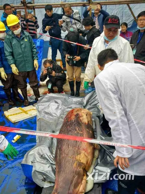 世界首次！搁浅大亚湾抹香鲸被解剖：肚内发现鲸鱼宝宝