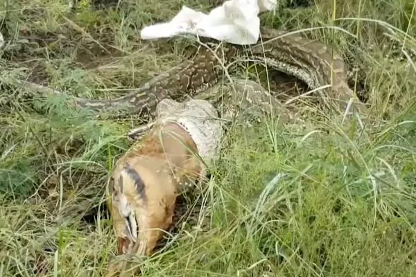 进化的奇迹！巨蟒活吞整只猎物：羚羊、鳄鱼