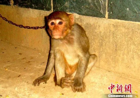男子嫌“宠物”猕猴吵闹 放网上售卖被捕
