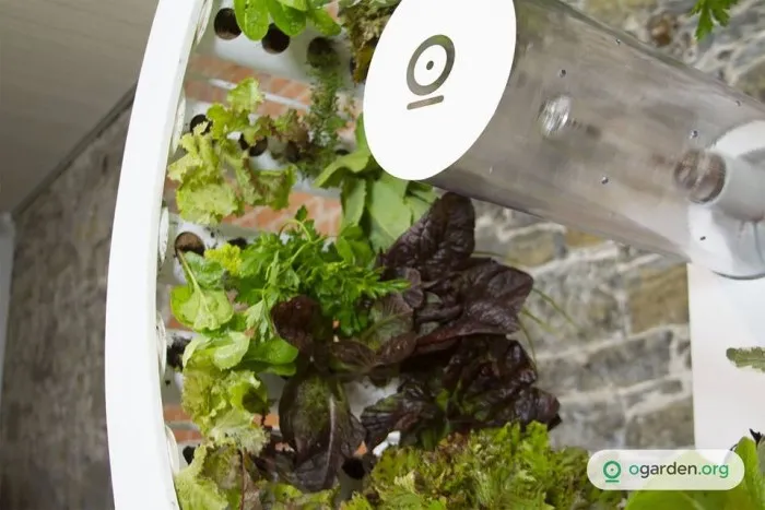 小小摩天轮室内花园：节省空间、培育更优质蔬菜