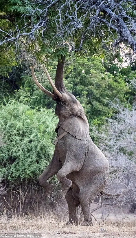 大象“瑜伽”体花式吃树叶：这姿势太销魂