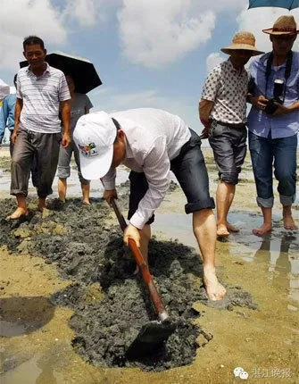 湛江沿海农妇挖虫为生：体大肉嫩 月赚数千