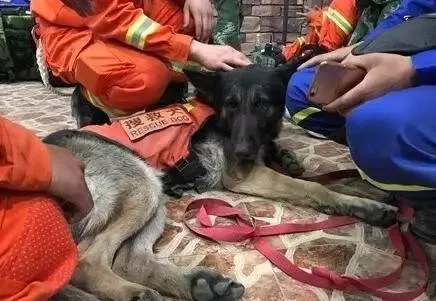 灾难中你见识了搜救犬的壮年，但你可知它们的暮年？