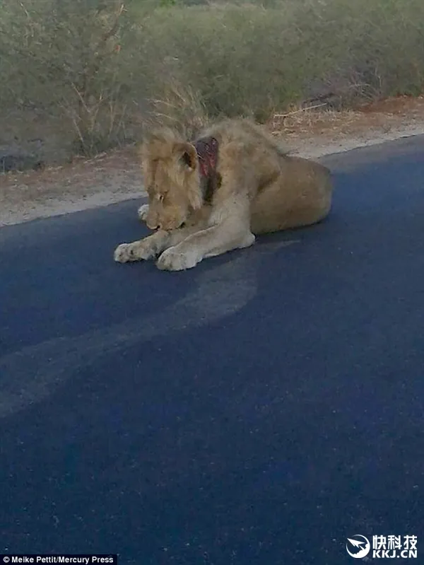 狮子被狩猎圈套锁喉 跪卧马路求救