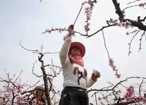 假如蜜蜂灭绝，人类只能活四年？并非耸人听闻