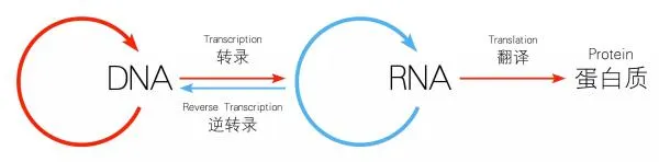 南通大学：用韩春雨NgAgo有新发现，但不是基因编辑