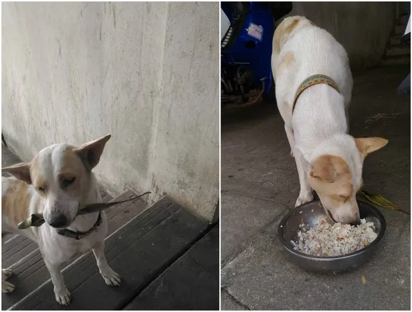 泰国流浪狗好聪明 叼树叶跟人类换食物