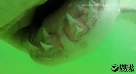 大白鲨咬到GoPro 血盆大口被拍下 太恐怖！