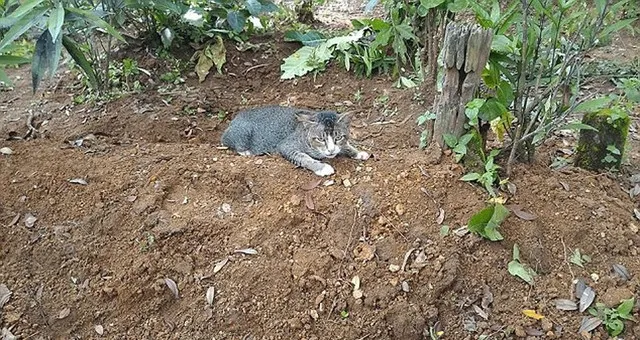 猫咪不舍主人离世 坟前守候一年