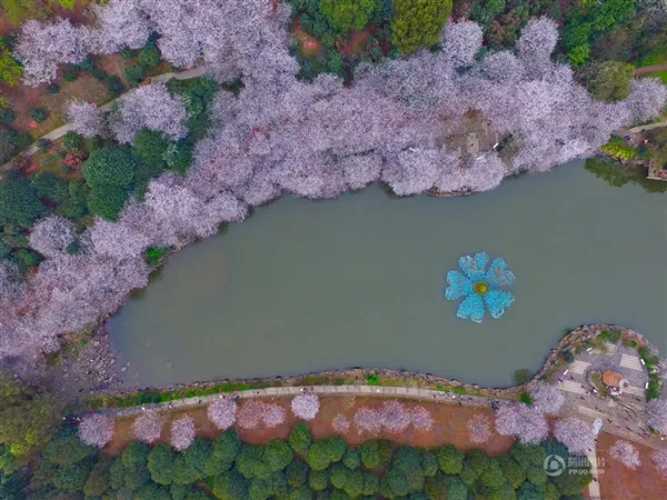 长沙樱花绚烂绽放 高空航拍如诗如画