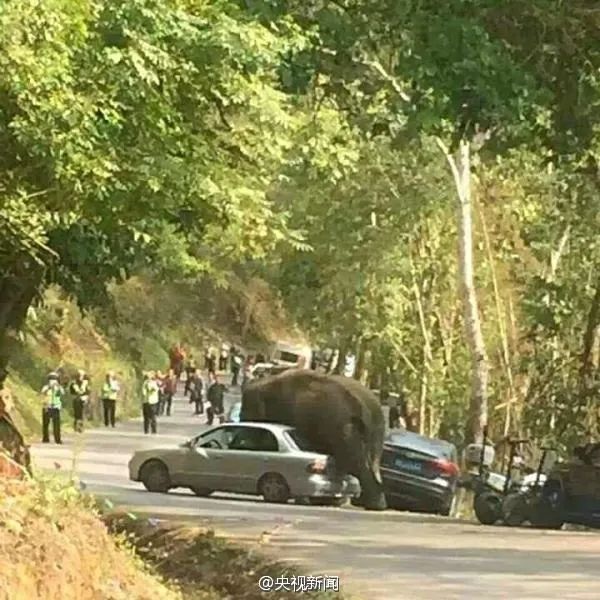 云南大象狂暴踩坏28辆车：保险不赔 车主哭晕了