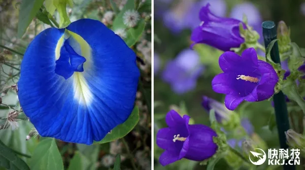 全球首株蓝色菊花在日本诞生！被惊艳到了