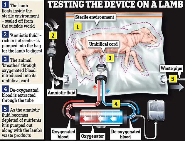 科学家成功用塑料“人造子宫”培育羊羔