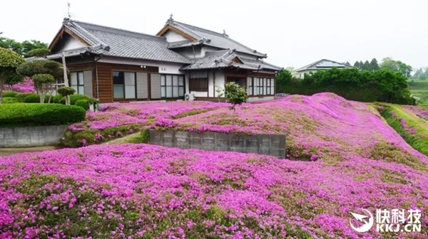 日本84岁老人花2年种花海 粉红色芝樱美翻