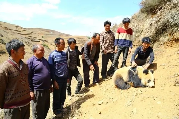 国宝大熊猫下山进村 因怕狗被栓