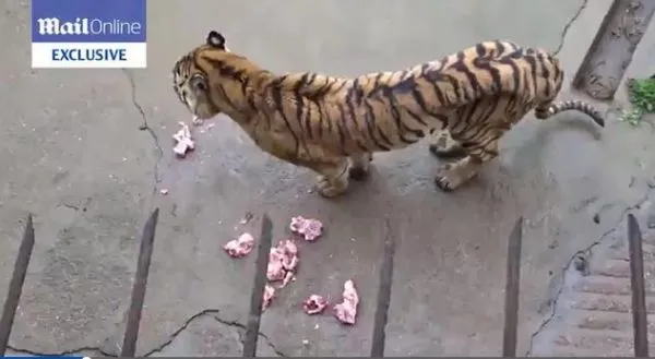 广西动物园残忍内幕：老虎活活饿死制虎骨酒