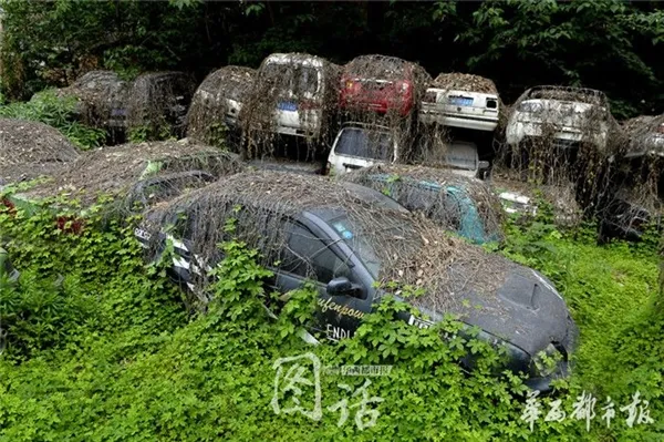 爬山虎疯长 成都闹市区汽车坟场竟春意盎然