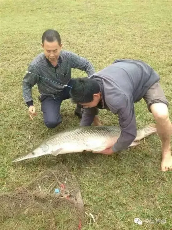 广东男子钓起90斤水中杀手：齐名食人鱼