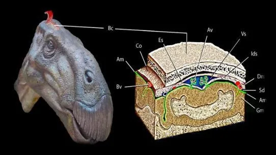罕见！恐龙的脑子化石被发现 居然长这样