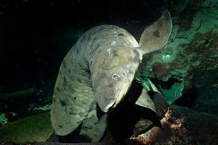 地球最古老脊椎动物：这条鱼活了90多岁离世