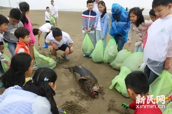 江苏海滩小江豚凄惨死亡：浑身缠满塑料袋